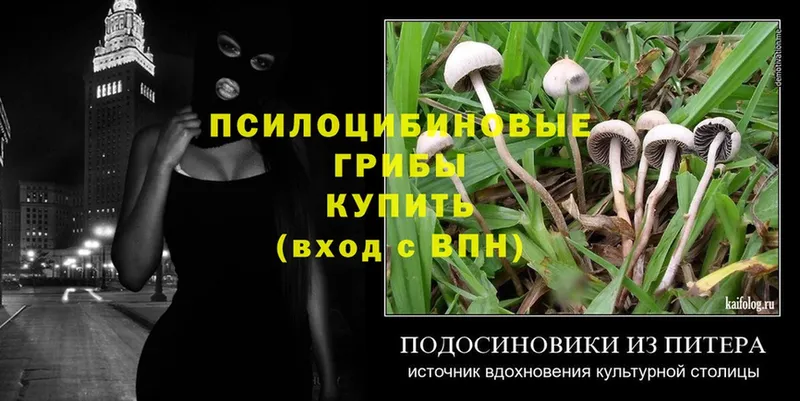 Галлюциногенные грибы MAGIC MUSHROOMS  закладки  Елабуга 